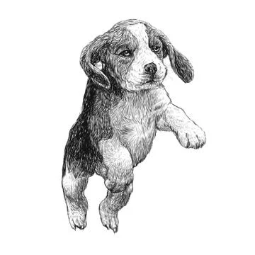 Beagle hand drawn イラスト素材