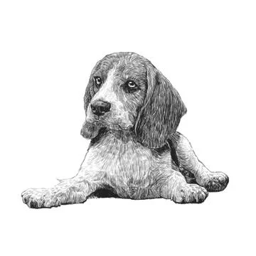 Beagle hand drawn Stock Illustration