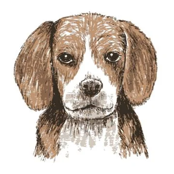 Beagle hand drawn Stock Illustration