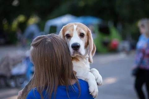 Beagle on hands Stock Photos