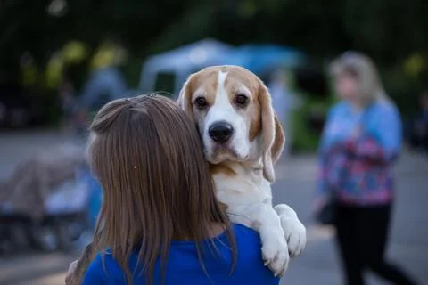 Beagle on hands Stock Photos
