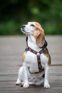 Beagle with Harness Stock Photos