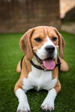 Beagle having fun laying down Foto stock