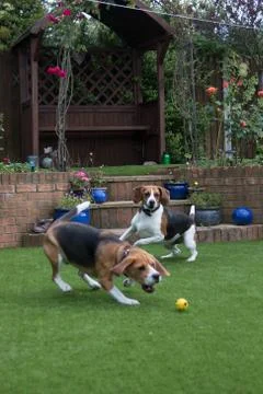 Beagle having fun playing fetch Stock Photos