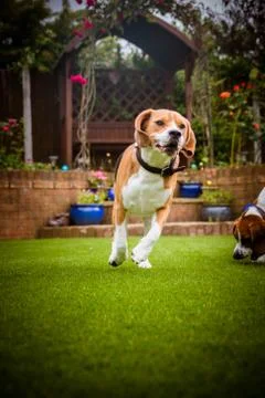 Beagle having fun running Stock-Fotos