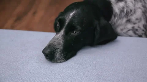 Beagle head isolated on a white background Stock Footage 48069996
