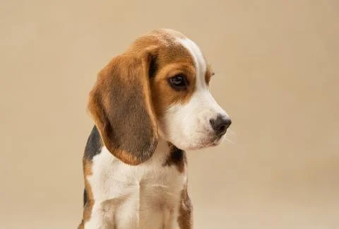 Beagle head turned slightly with soft neutral background Foto stock