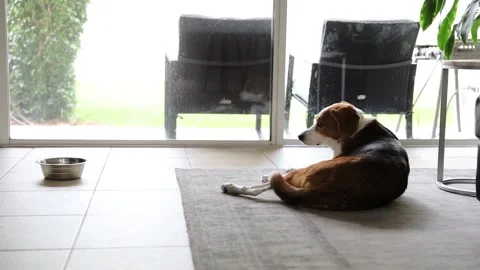 Beagle Hound Dog Eating Lunch Stock Footage 236013517