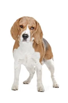 Beagle hound Stock Photos