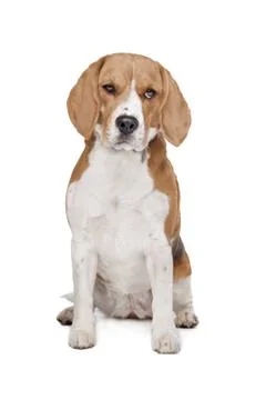 Beagle hound Stock Photos