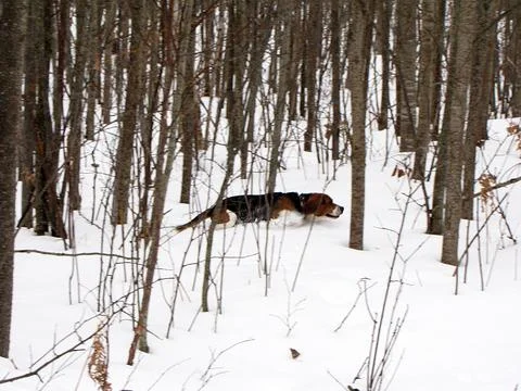 Beagle On The Hunt Stock Photos