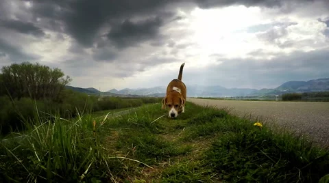 Beagle on the hunt: sniffing for prey Stockbeeldmateriaal 50299787