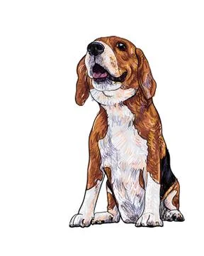 Beagle Stock Illustration