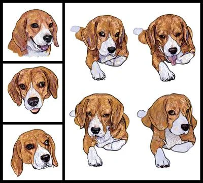 Beagle Stock Illustration