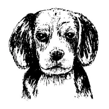 Beagle Stock Illustration