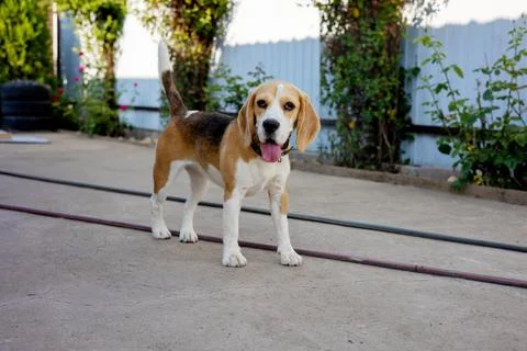 Beagle joyfully exploring a sunny backyard with vibrant greenery in the Stock Photos