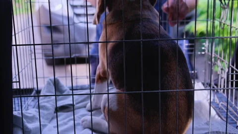 The beagle jumps into the trunk of a car in a Stock Footage 243123046