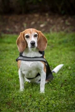 Beagle lady Stock Photos