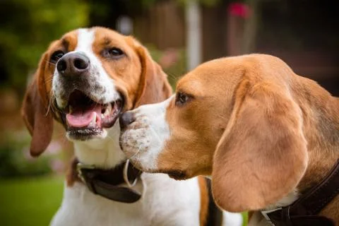 Beagle laying down on grass Stock Photos