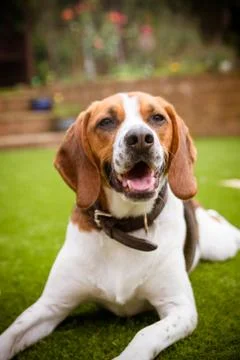 Beagle laying down on grass Stock Photos