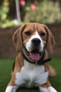 Beagle laying down on grass Stock-Fotos