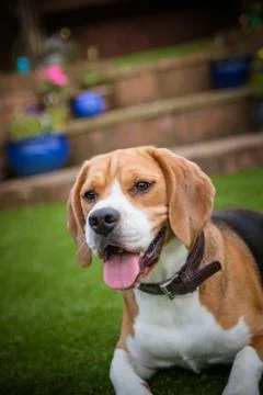 Beagle laying down on grass Foto stock