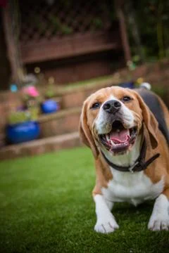 Beagle laying down on grass Foto stock