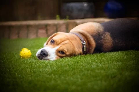 Beagle laying down on grass Stock-Fotos