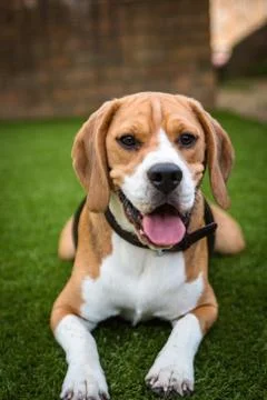 Beagle laying down on grass Foto stock