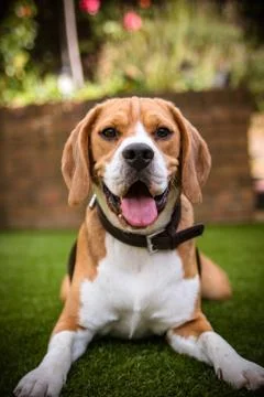 Beagle laying down looking at camera Stock Photos