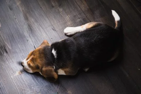 Beagle laying on the floor Stock Photos