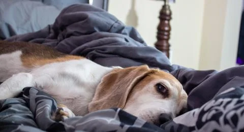 Beagle laying on gray bed sheets 写真素材