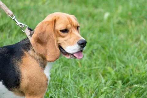 Beagle on the leash in a field Stock Photos