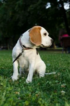 Beagle with leash in a park Stock Photos