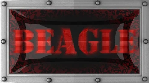 Beagle on led Vídeo Stock 8665811