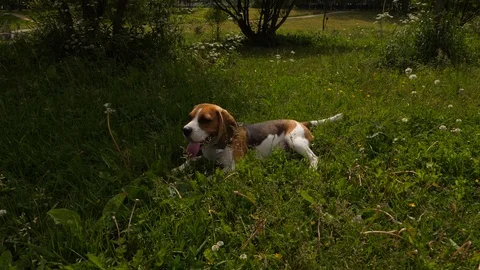 Beagle lie in grass in shade in hot summer day Stock Footage 91436653