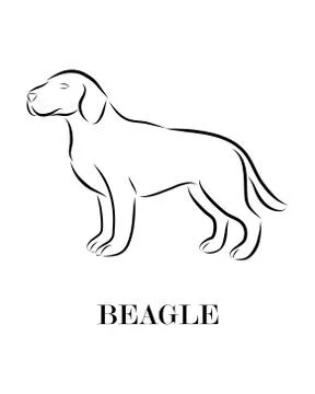 Beagle line art dog vector eps 10 Stock Illustration