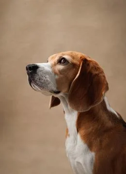 Beagle looking up on beige studio backdrop 库存照片