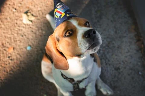 Beagle looking up in birthday hat Stock Photos