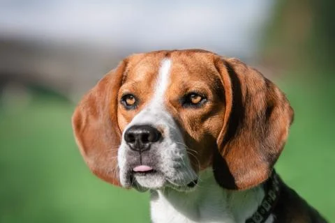 Beagle looking at camera outdoors Stock Photos