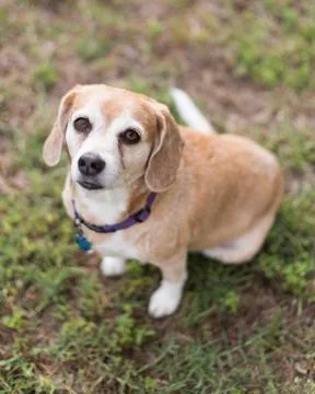 Beagle Looking at Camera Stock Photos