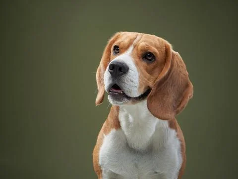 Beagle Looking Up with Curious Expression Stock Photos