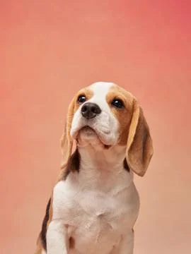 Beagle looking up on gradient background Foto stock