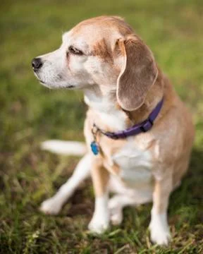 Beagle Looking to the Side Stock Photos