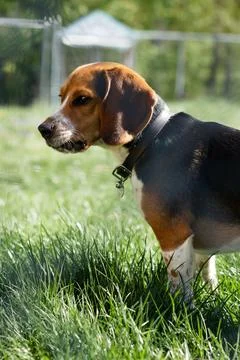 Beagle looking sideways in backyard Stock Photos