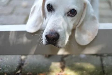Beagle looking through gate 写真素材