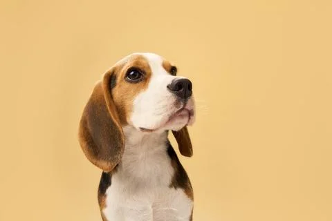 Beagle looking upward on beige studio background 库存照片