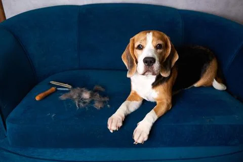 Beagle lying on blue sofa with grooming tools and shed fur nearby, looking .. Stock Photos