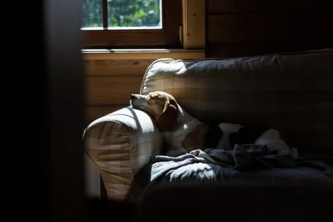 Beagle is lying down on the couch and basking in the sun. Stock Photos