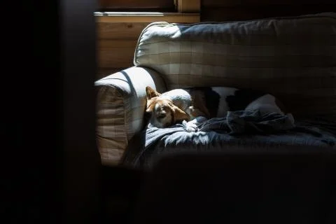 Beagle is lying down on the couch and basking in the sun. Stock Photos